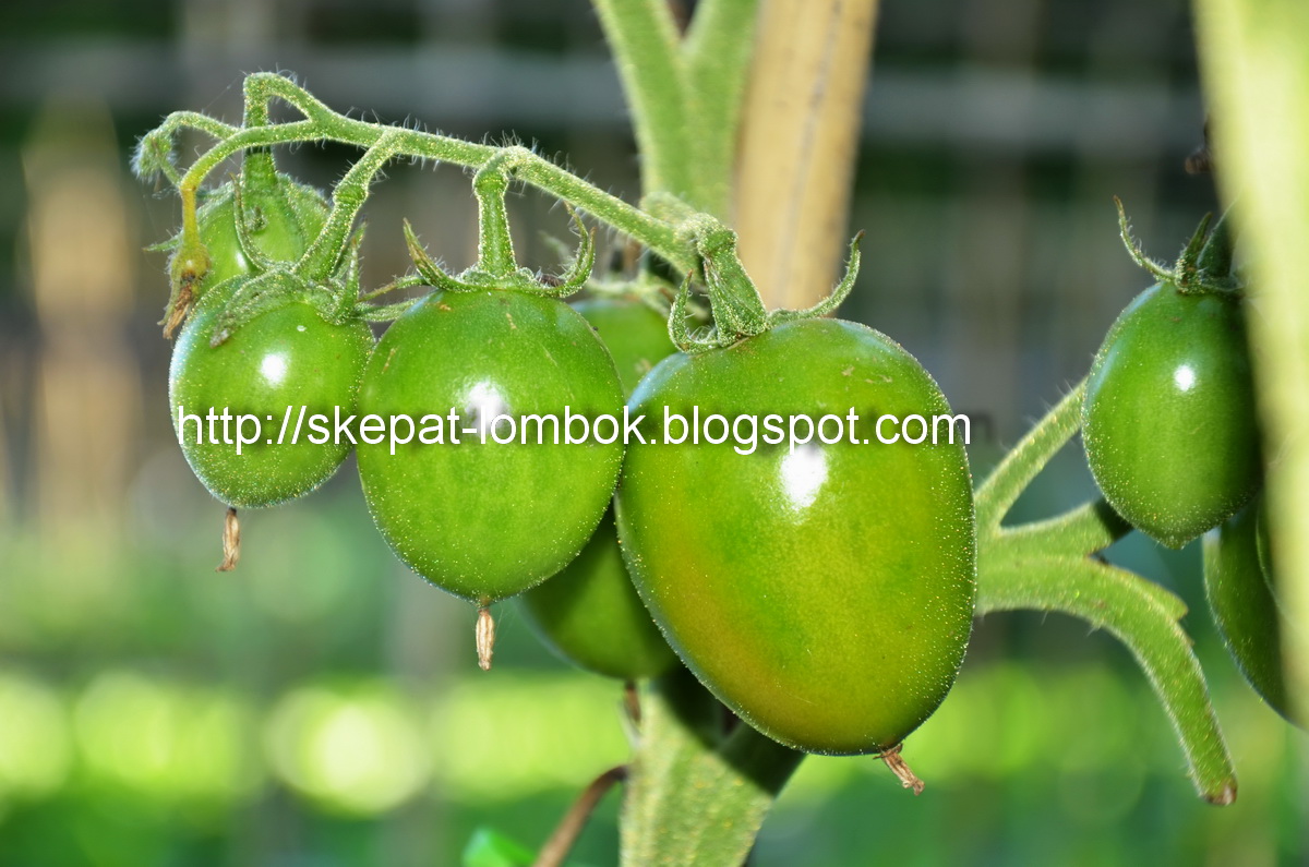 tomat organik