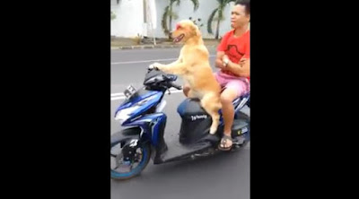 Anjing Ini Bisa Mengendarai Motor dan Membonceng Majikannya