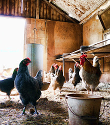bed bugs chickens chicken coop bug coops rid hen timing appropriate directions label follow