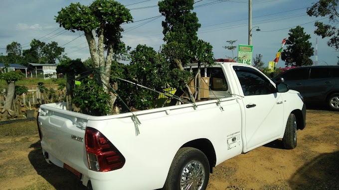TIPS & TRICK MENJUAL CEPAT BONSAI / TANAMAN HIAS ANDA