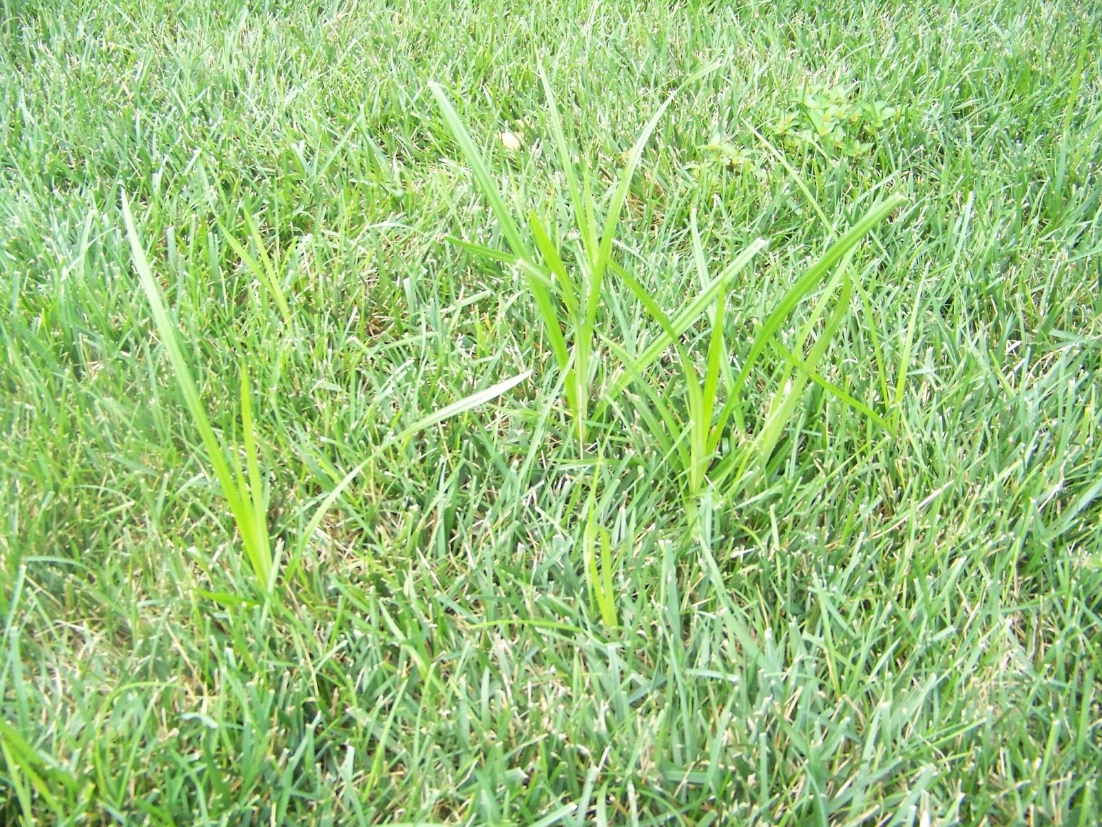 Getting Rid of Nutgrass