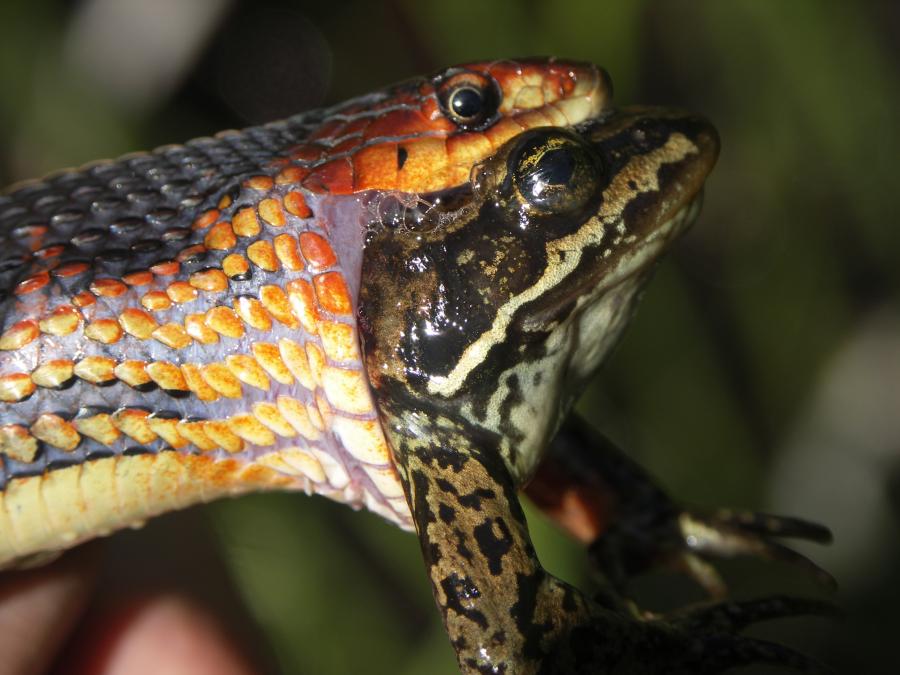 Red-sided+garter+snake+eating+frog+Photo+courtesy+of+Michael+Faix,+USGS_.JPG