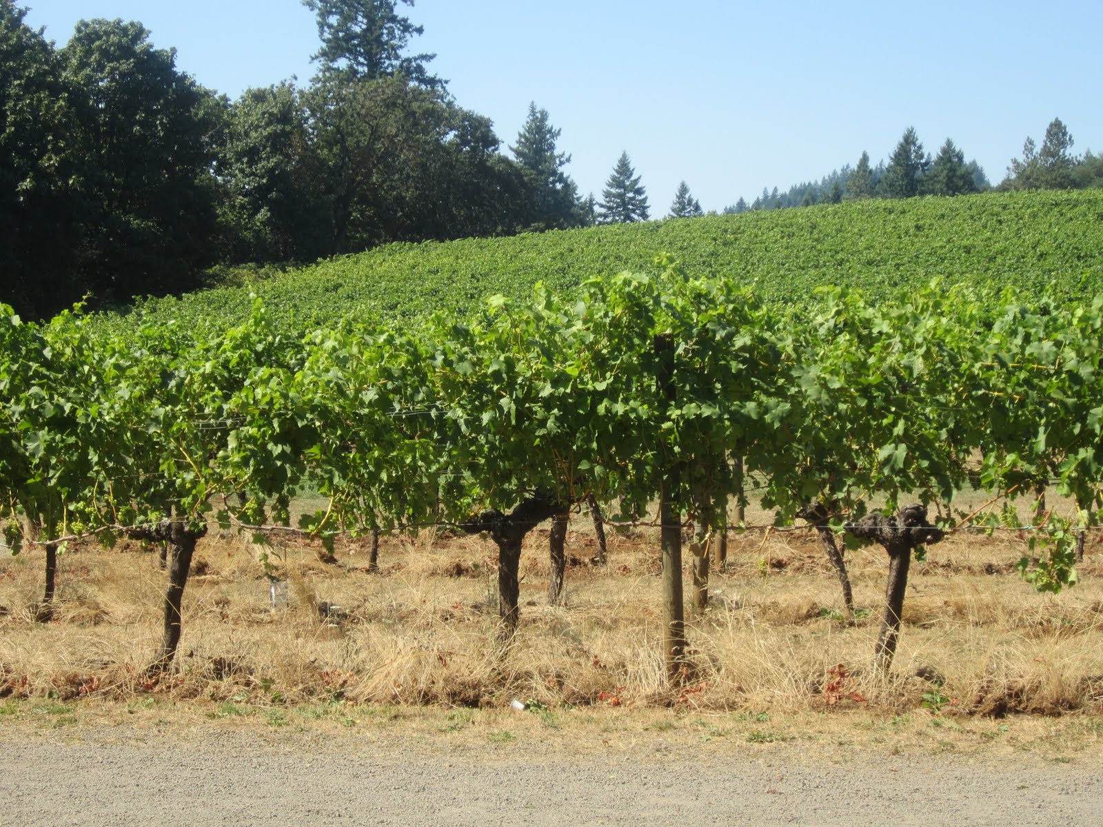 Sprouts Oregon Wine Country