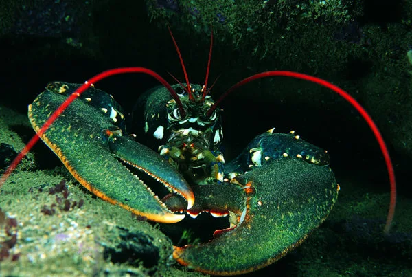 Devon Wildlife Trust - Common Lobster Photo copyright Paul Naylor (All rights reserved)