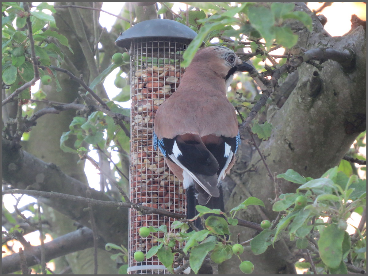 AVON BIRDS 18th June '17 Sunday Hawk and Owl