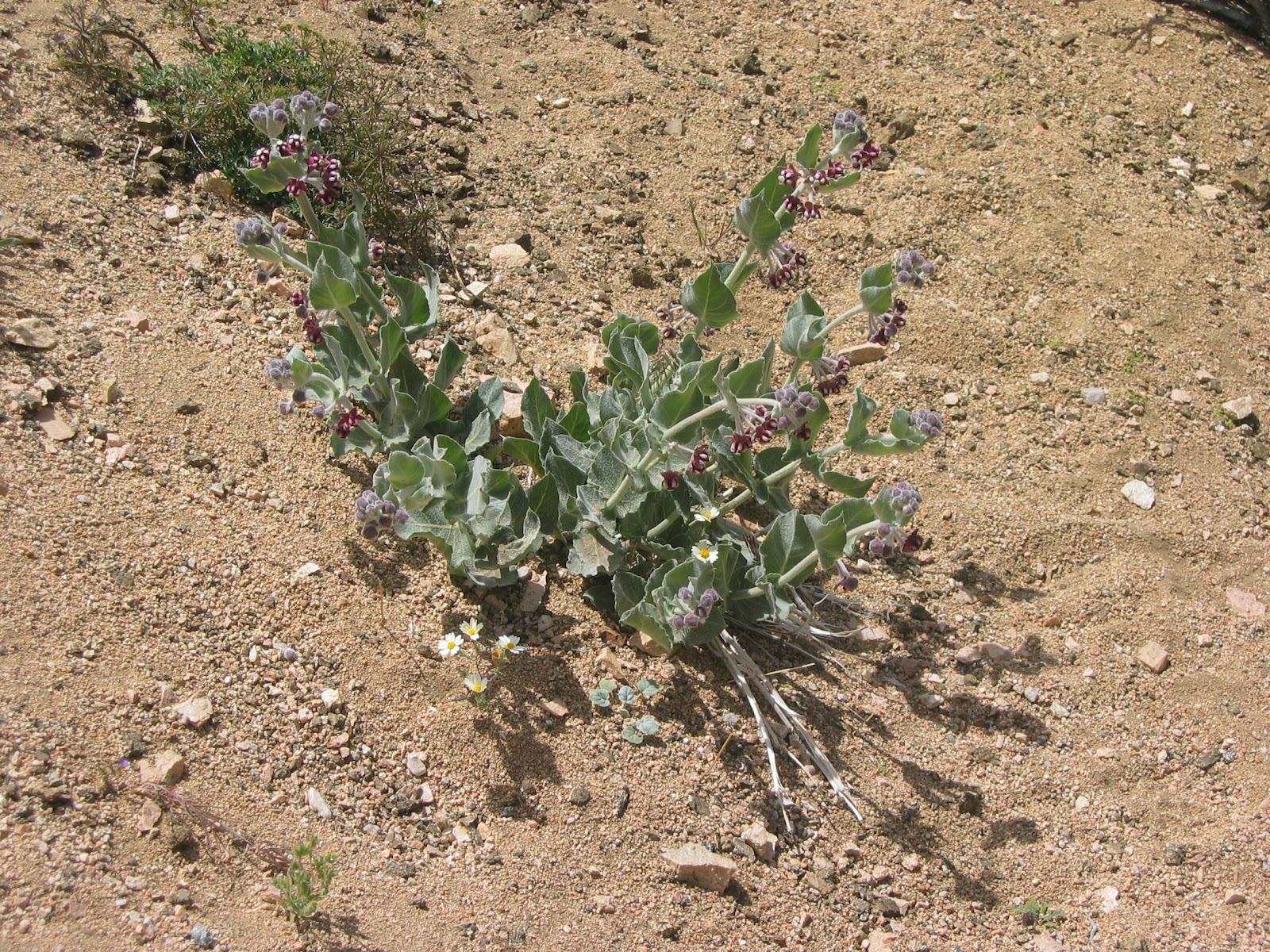 The Plants of Southern California September 2012