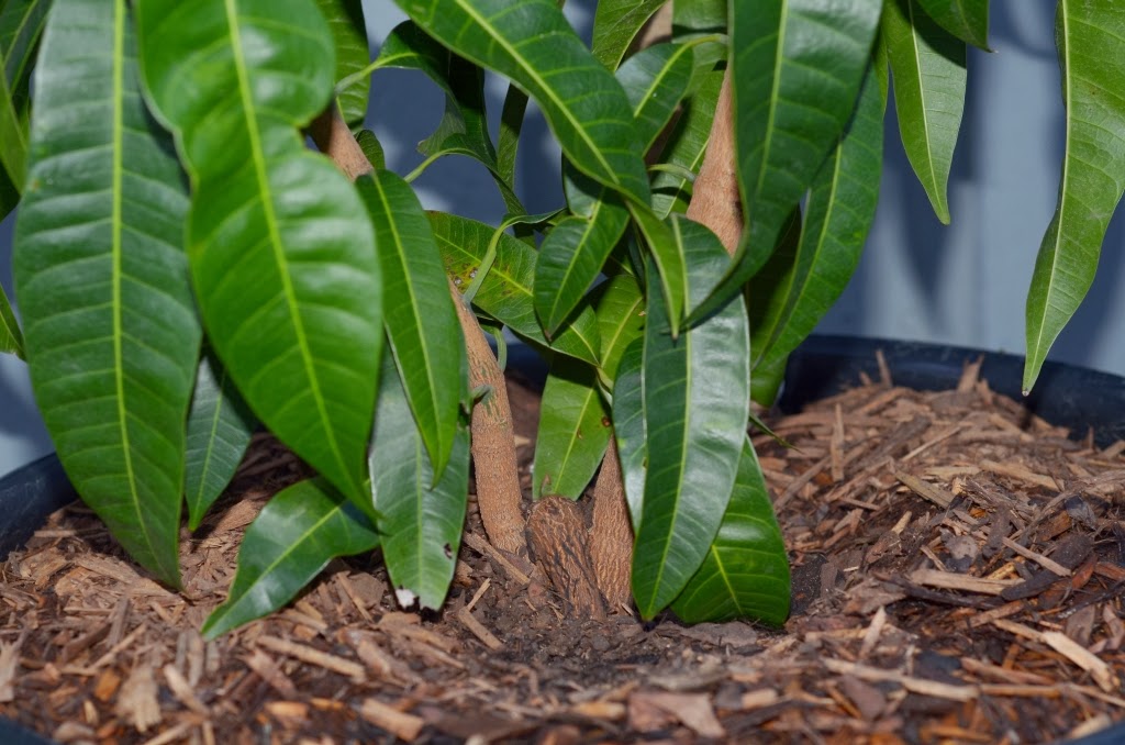 HOW TO GROW MANGO FROM SEED The Garden of Eaden