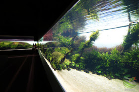 リスボン水族館 『水中の森』