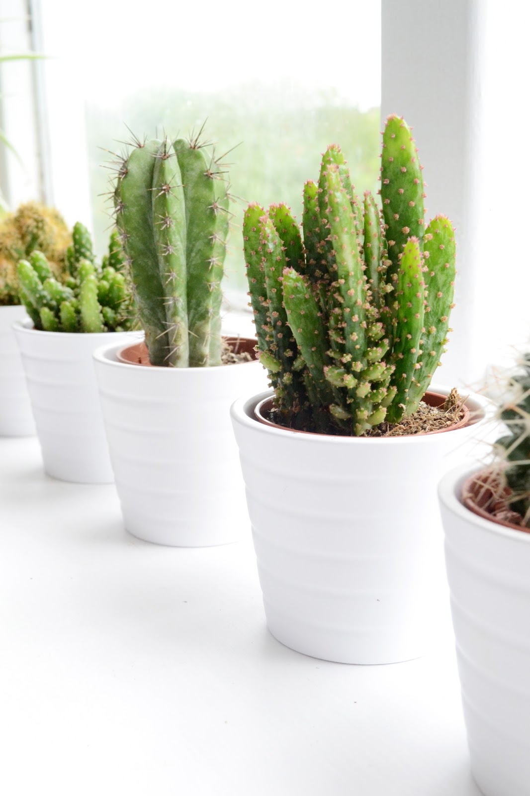How to care for a false cactus on the windowsill How to care for a false cactus on the windowsill
