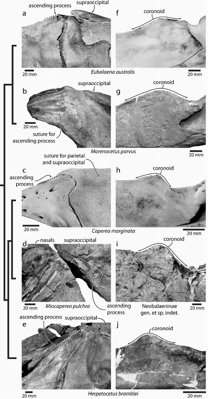 The Coastal Paleontologist, atlantic edition: 2013 in review: Advances ...