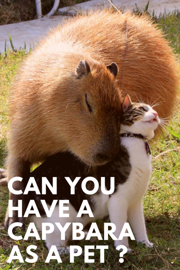 Can you have a Capybara as a Pet? ouranimals