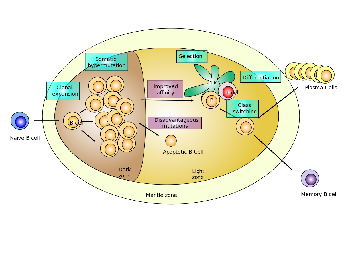 Lymphoma Mania Lymphoma an introduction Lymphoma Mania Lymphoma an introduction