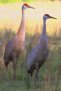 Sandhill Cranes Sandhill Cranes