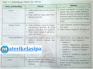 Perbedaan Mitosis Dan Meiosis Berdasarkan Tahap Pembelahan Tujuan Tempat Terjadi Dan Hasilnya