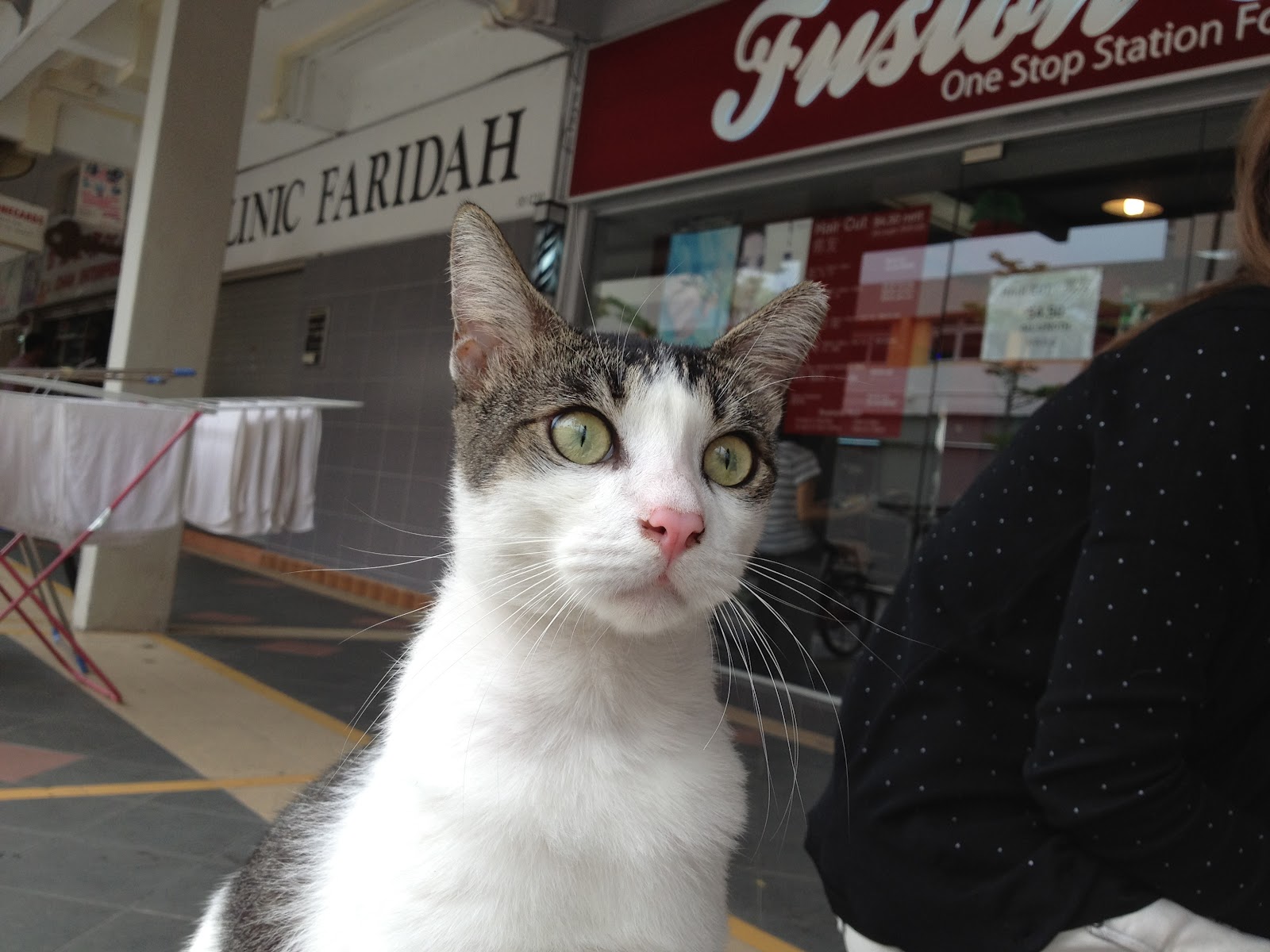 Singapore Community Cats A well loved community cat in a mall