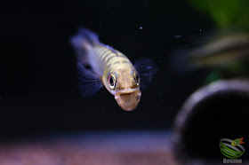 Crenicichla notophthalmus