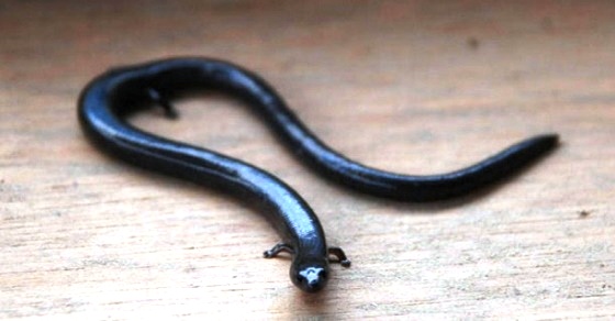 Islam Sosmed Perkenalkan Dabbah Binatang Pembawa Pesan Keimanan