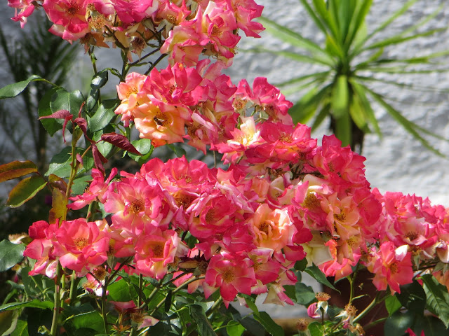 CPR.BEMBEZAR: LOS PATIOS DE CÉSPEDES