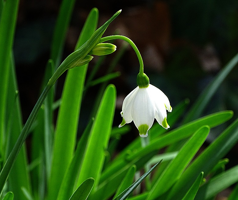 A Breath Of Fresh Air Fair Vernal Flowers
