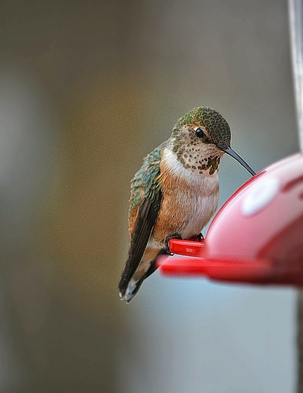 For the Love of Dirt HUMMING..........