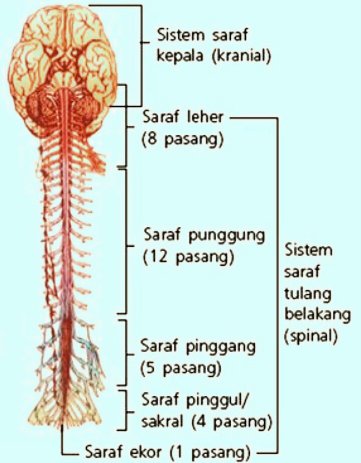 Pembagian Sistem Saraf Pada Manusia