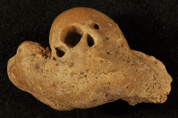PALEO & GEO TOPICS: Comments by R. L. Squires: Fossil dolphin ear bones