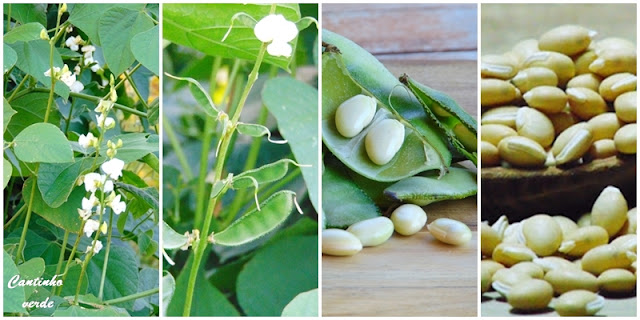 Feijão mangalô (Lablab purpureus) Feijão mangalô ou orelhas de padre (Lablab purpureus)