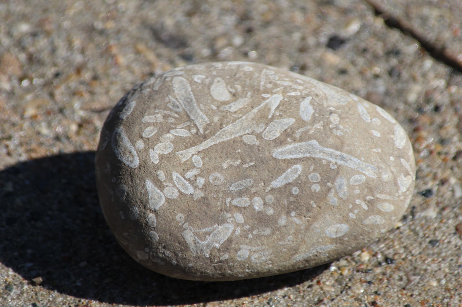 Отпечаток 6 букв. Галька окаменелый коралл. Окаменелые камни. Окаменелости в камнях. Окаменелости в гальке.
