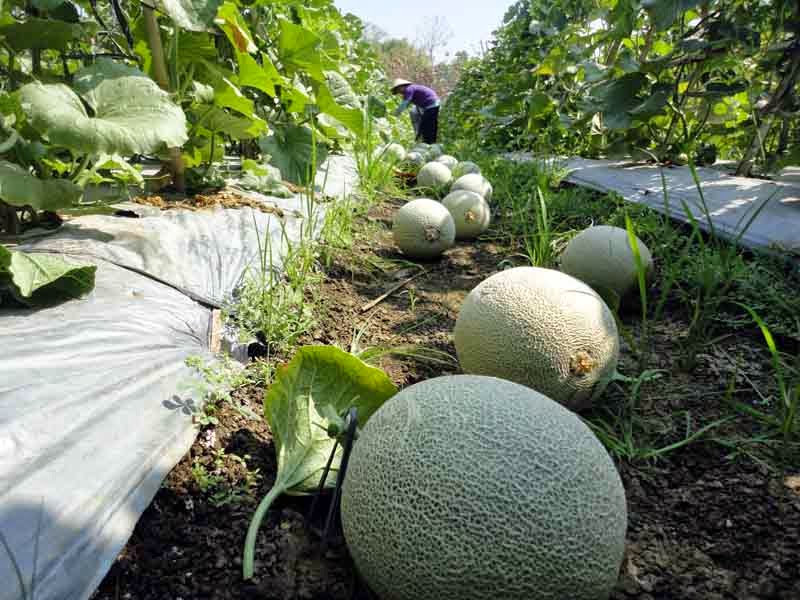 Health benefits of Melon for Diet (Weight Loss) and Beauty VegetaFruit