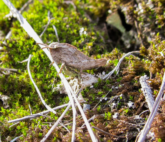 Normal Biology The Top of the Gob Pile