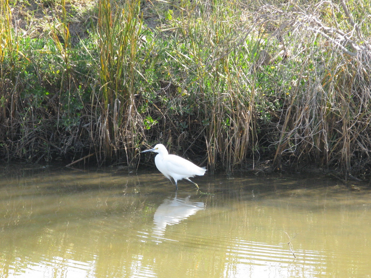 On to Texas Birds of Corpus Christi