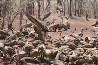 Vulture Culture Zimbabwe