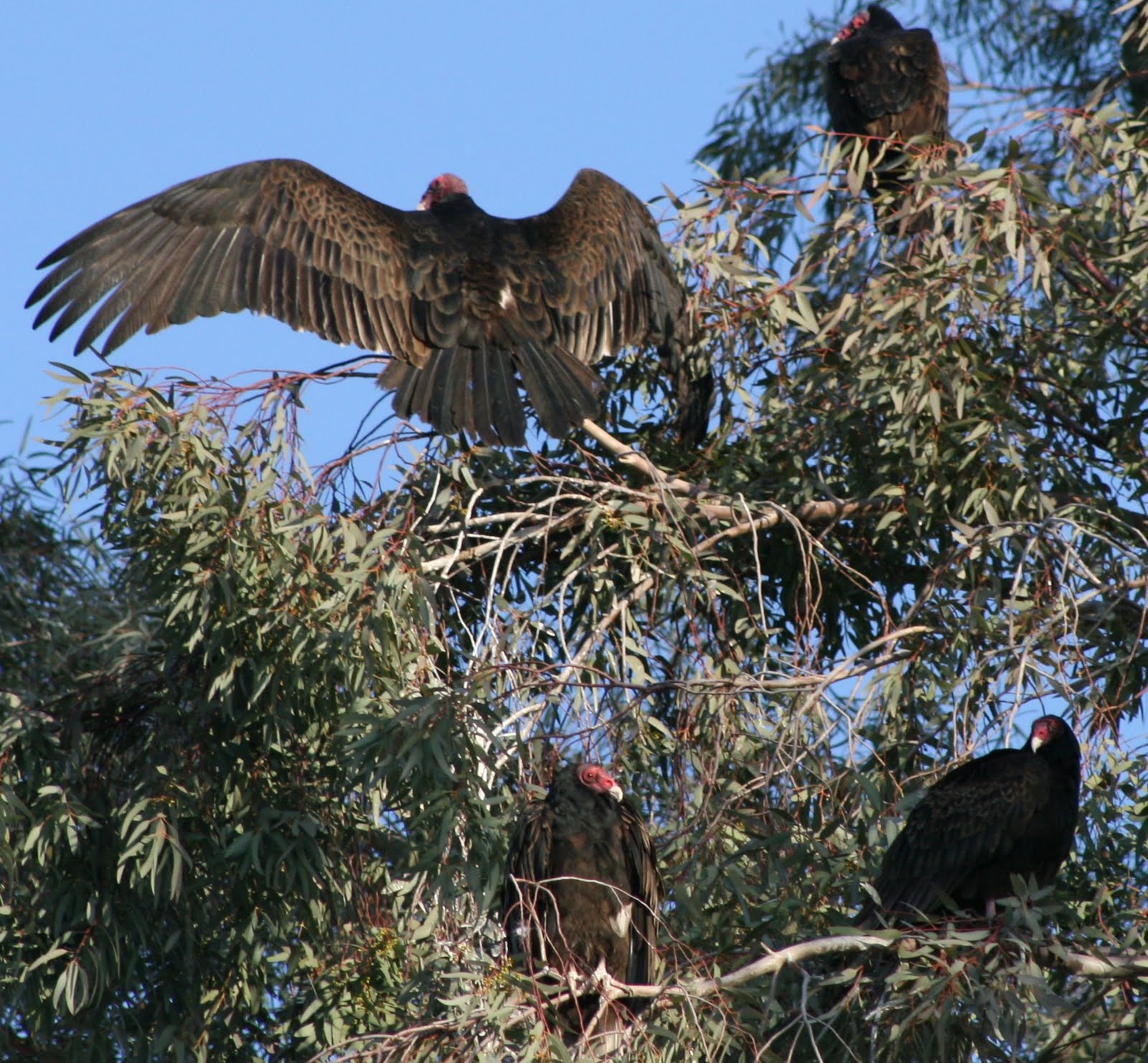 Stephen Bodio's Querencia Buzzard Roost