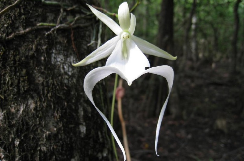 Naturaleza salvaje Blog Orquídea Fantasma Naturaleza salvaje Blog Orquídea Fantasma