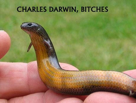 Snakes | Funny New Images-Photos 2013 | Funny And Cute Animals