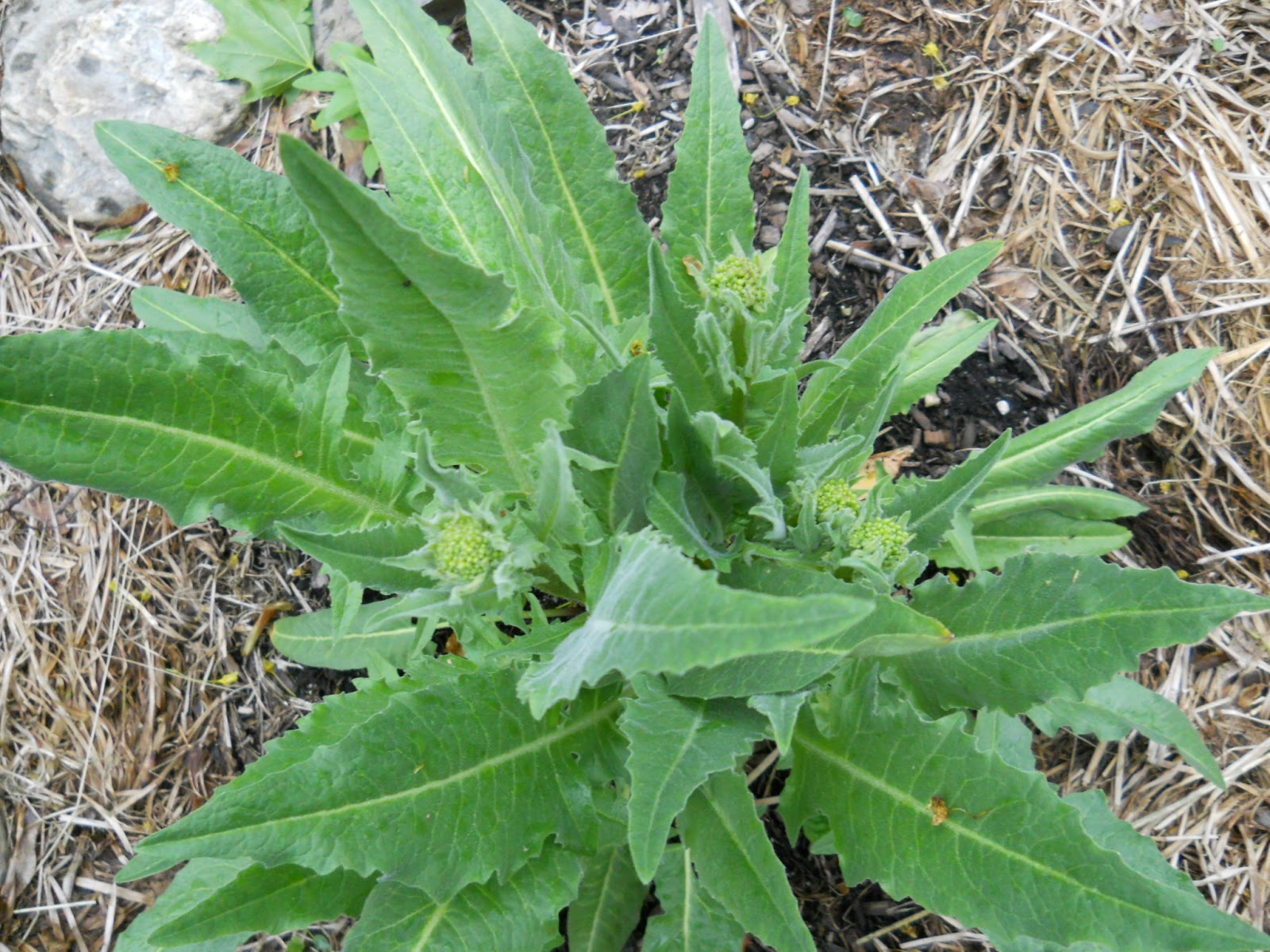Adventure on Earth Sea Kale, Turkish Rocket, Flowering Comfrey