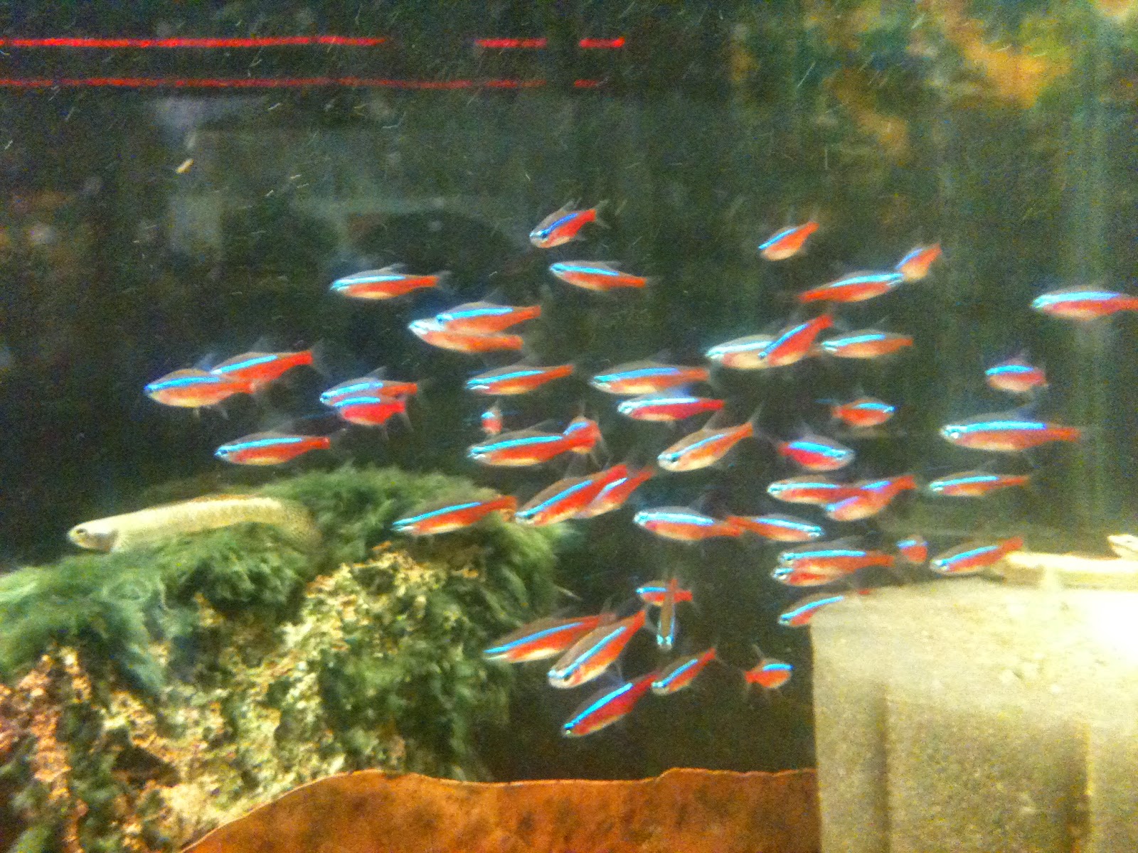 Finatics Tropical Fish Fish list for sale on 21915