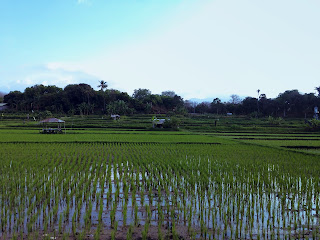 Green Expanse Of Rice Fields In The Dry Season At Umeanyar Village, Seririt, North Bali, Indonesia