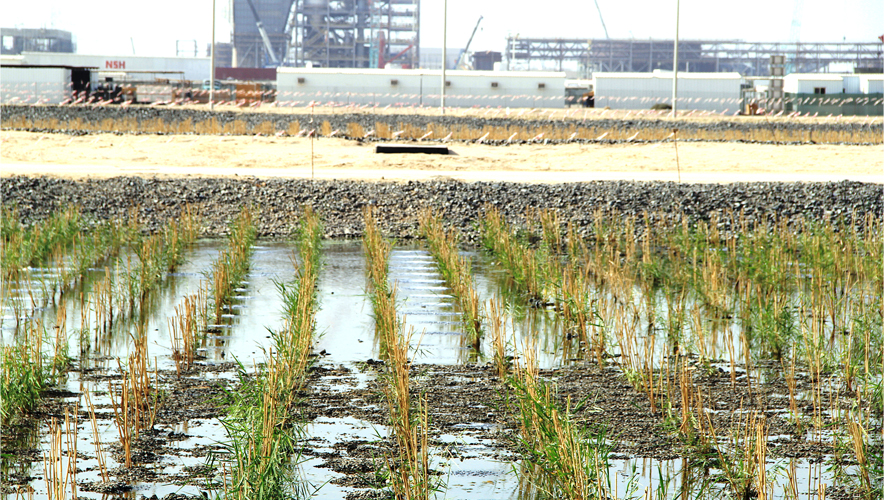 Wetlands as Water Purifiers Does Nature Do It Better?
