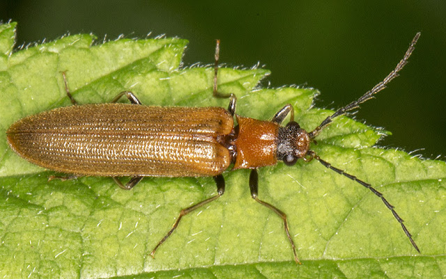 Click Beetle, Denticollis linearis.  Downe Bank, 14 June 2013.