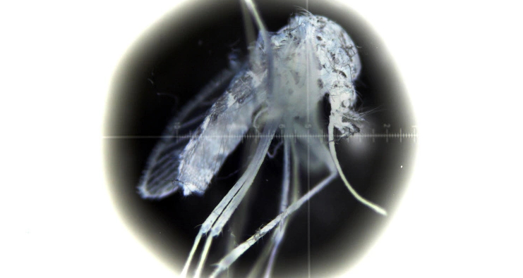 Patologia misteriosa: la prima infezione umana da virus Keystone