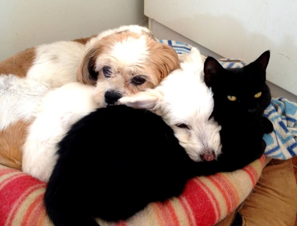 The Inseparable Cat And Dog Couple We Love Cats