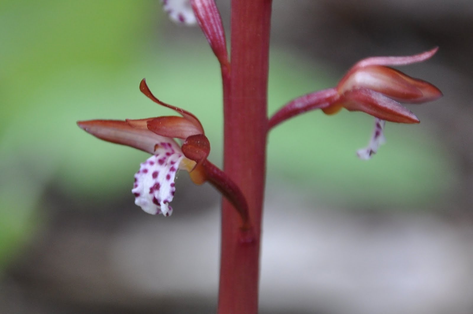 perobscurus Spotted Coral Root Orchid