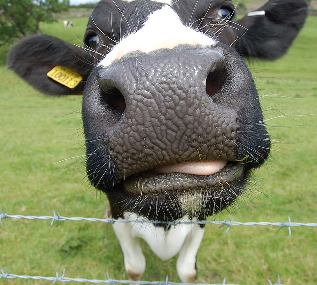 Funny Animals Funny Pictures: Funny Cow Faces Images Best Fun for people