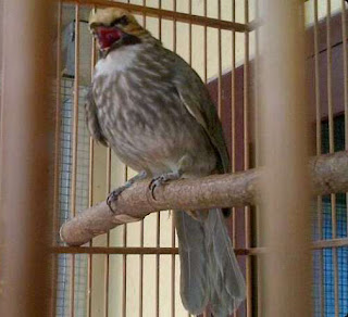 Burung Cucak Rowo -  Perawatan Burung Cucak Rowo Untuk Lomba dan Pasca Lomba - Penangkaran Burung Cucak Rowo
