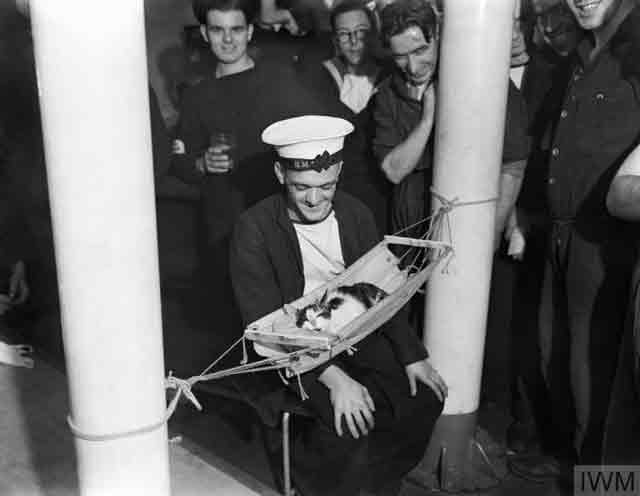 Mascot "Convoy" resting on HMS Hermione, 26 November 1941 worldwartwo.filminspector.com