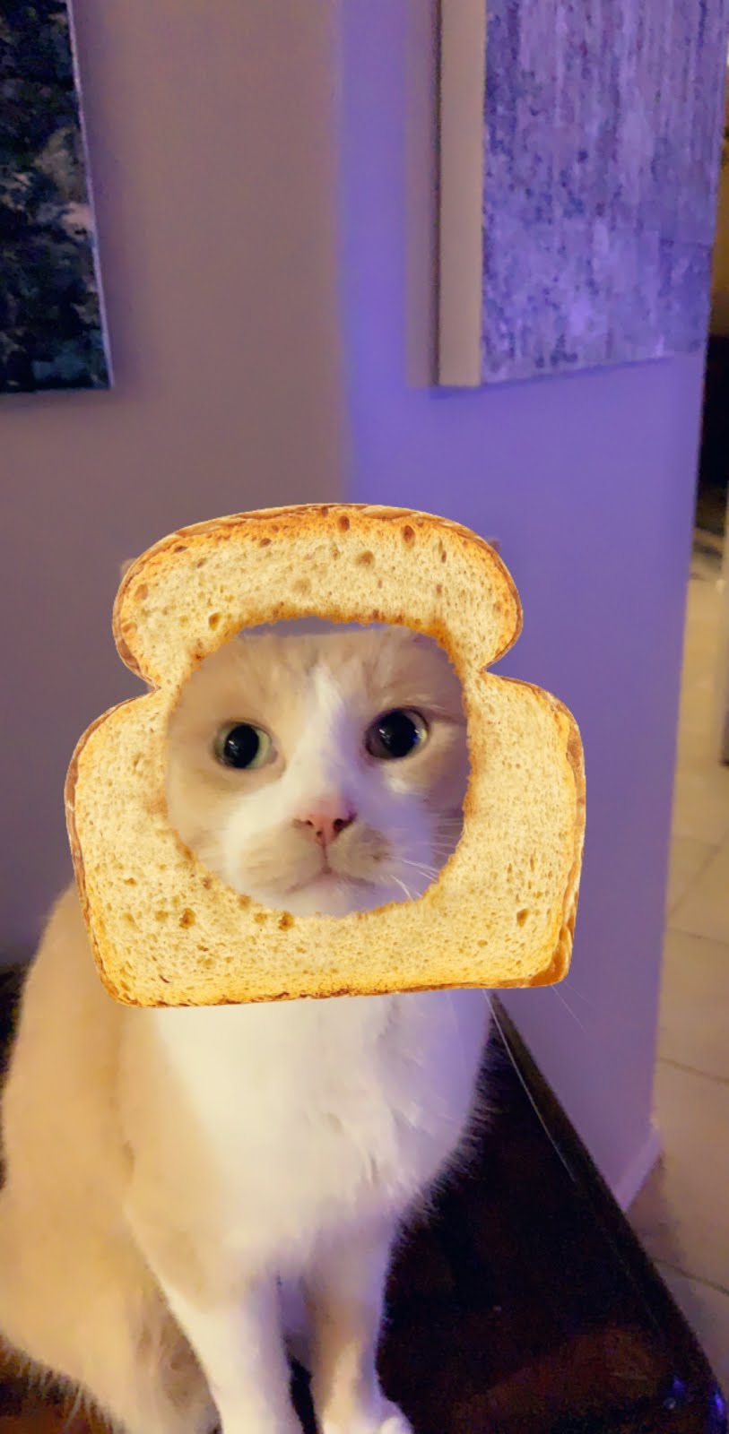 Silly Cat gyatt-imgflip