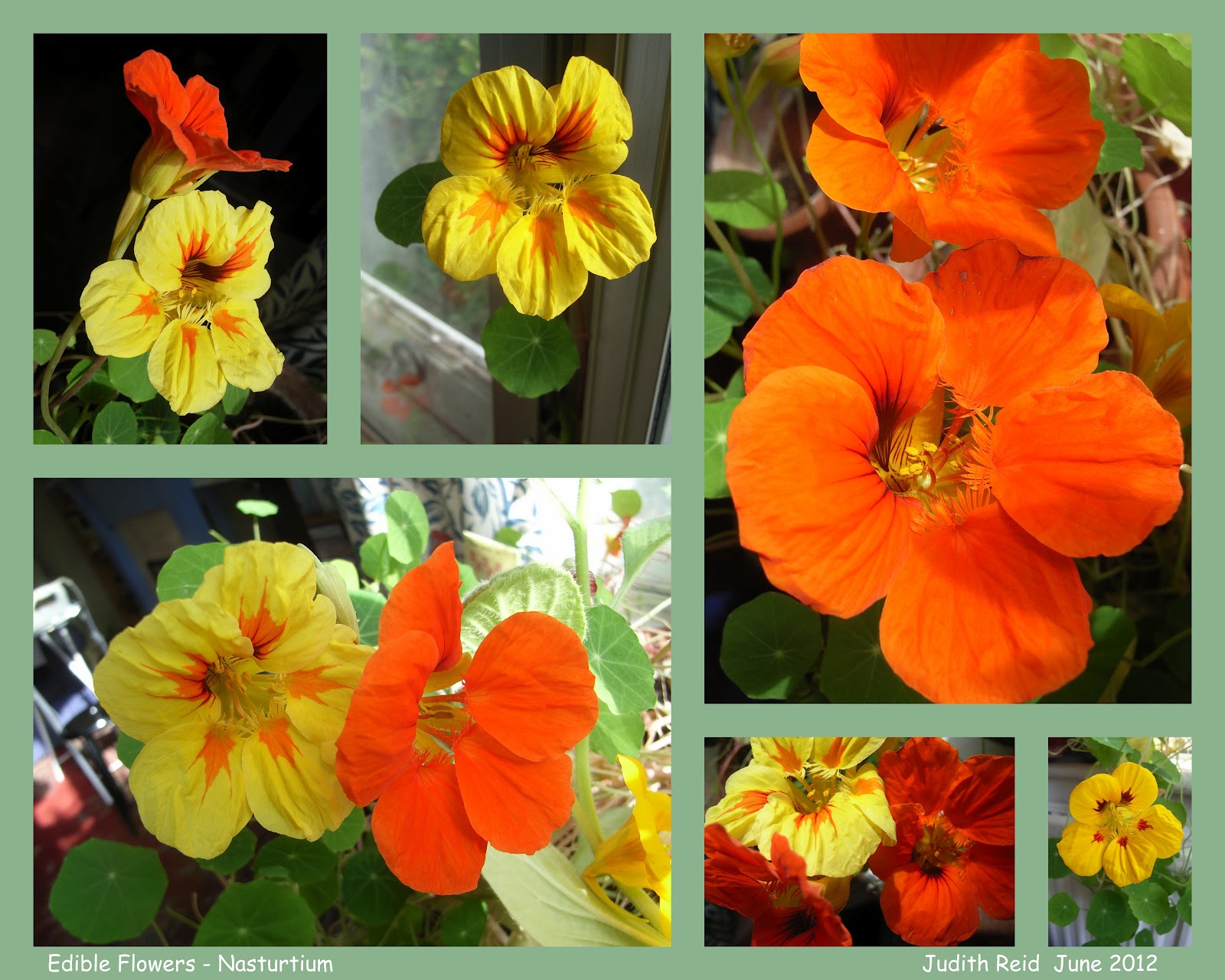 Nature Knows Best Edible Flowers Nasturtium