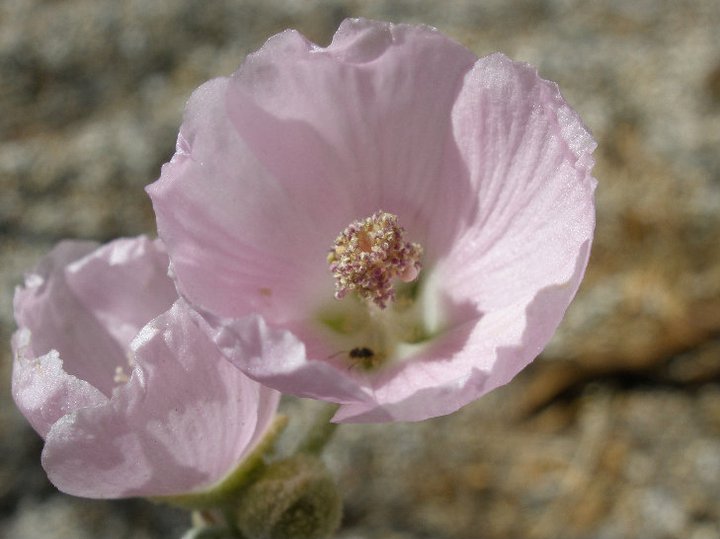 Photography by Joseph: Desert Wildflowers Photography by Joseph: Desert Wildflowers