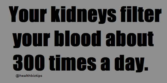 Your kidneys filter your blood about 300 times a day.